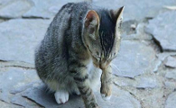 猫为什么喜欢吃壁虎