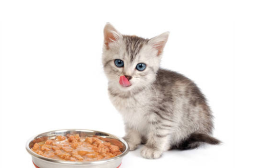 猫咪可以吃熟的玉米粒吗