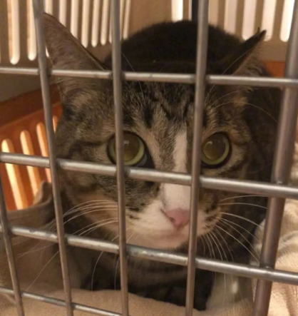 妹纸收养的猫有怪癖,每天叼玩偶去晒太阳,知道真相后令人泪目! 妹纸收养的猫有怪癖,每天叼玩偶去晒太阳,知道真相后令人泪目!