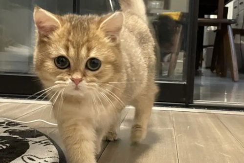 可以往小猫身上喷酒精吗