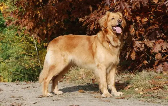 气场逼人的德国护卫犬——霍夫瓦尔特犬！