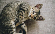 猫为什么要吃老鼠呢