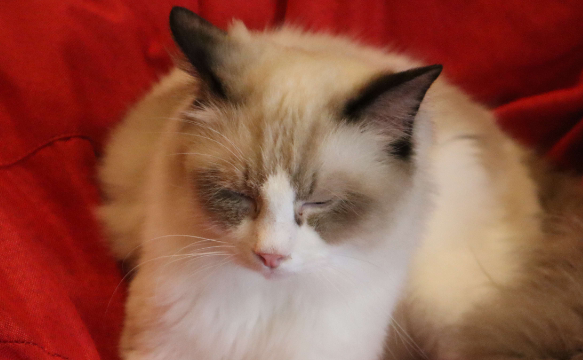 猫喜欢靠近有灵气的人