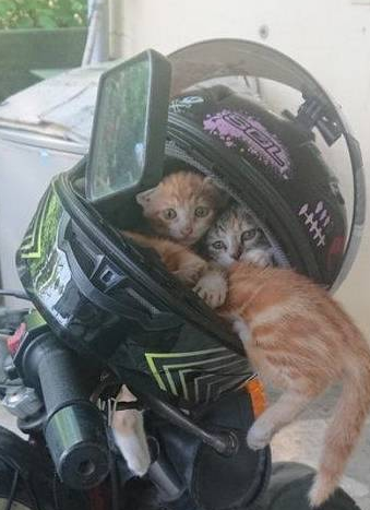流浪小橘猫霸占摩托车头盔过夜，其中一只屁屁还露在外面！