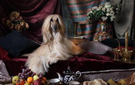养阿富汗犬犯法吗