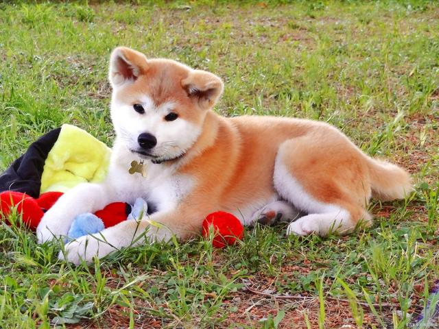 秋田犬怎么训练它听话 秋田犬怎么训练它听话