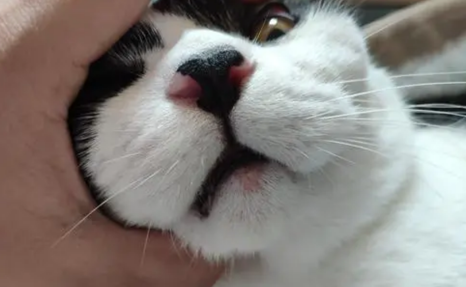 猫下巴长了红痘痘什么原因