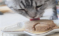 夏天没开封的猫罐头需要放冰箱吗