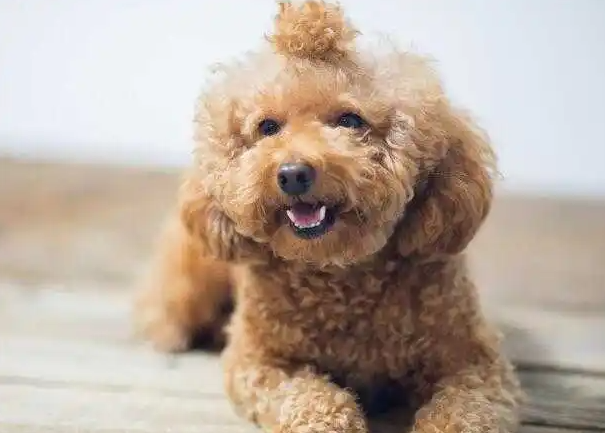 泰迪犬几个月性成熟