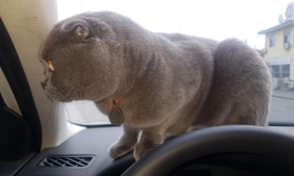 猫在车上一直张嘴喘气怎么办 猫在车上一直张嘴喘气怎么办