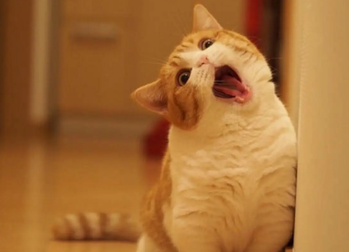 小猫被踩到肚子拉屎 小猫被踩到肚子拉屎