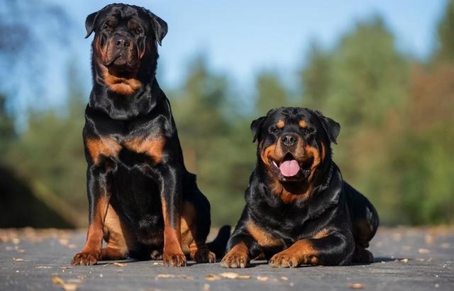 罗威纳犬犬的优缺点