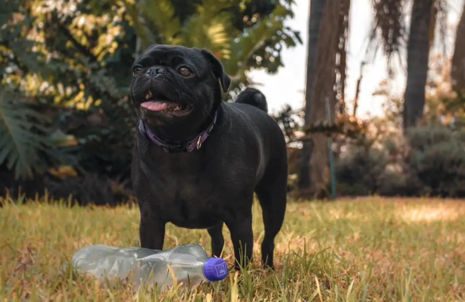 黑色巴哥犬多少钱一只图片