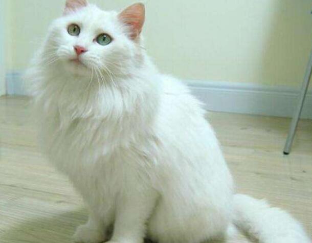 临清狮子猫在哪可以买得到