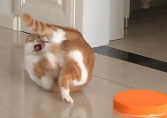 猫躺在地上跟尾巴打架，模样凶狠，网友：狠起来，连自己都不放过