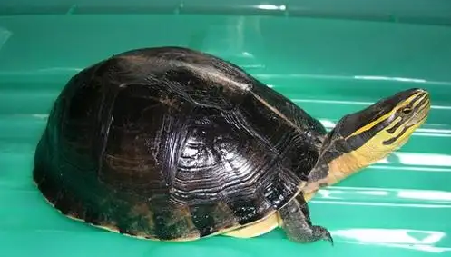 安布闭壳龟腐皮怎么治?快来学习一下吧! 安布闭壳龟腐皮怎么治?快来学习一下吧!
