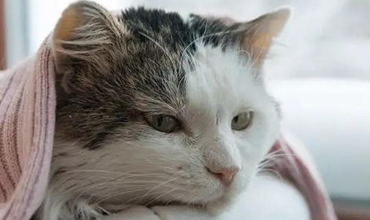 猫生产前的几小时征兆 猫生产前的几小时征兆