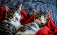 家里的猫咪发情了该怎么办