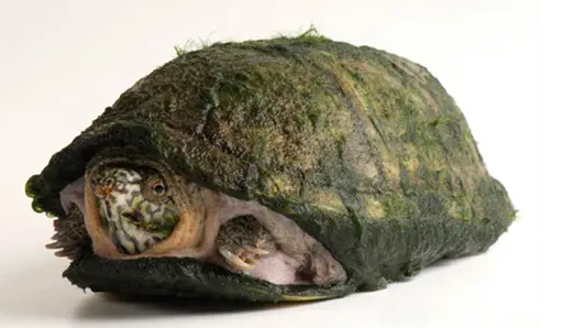 阿拉莫泥龟雌雄怎么辨别？方法有很多种哦！