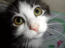 小猫咪没有后腿,被人救助后,自强不息活出完美喵生 小猫咪没有后腿,被人救助后,自强不息活出完美喵生
