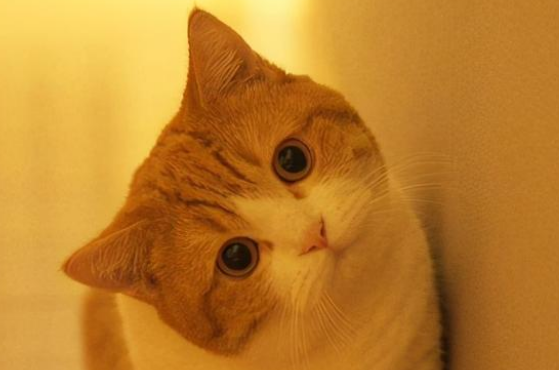 猫咪眼屎多是怎么回事 猫咪眼屎多是怎么回事