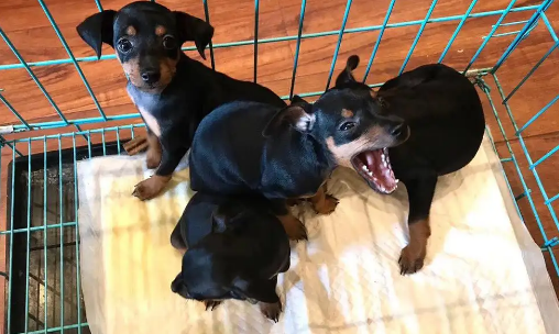 活泼、强壮的迷你杜宾犬，智商有多高？