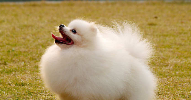 怎么判断白色博美犬纯不纯 怎么判断白色博美犬纯不纯