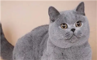 英国短毛猫太瘦了怎么才能养得胖点