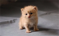 出生十多天的小猫一直没拉屎正常吗