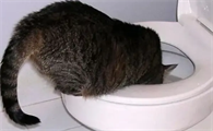 猫喝了有洁厕灵的水怎么医治