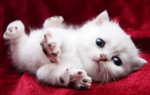 刚出生的小猫要怎么养
