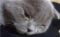 猫有一只眼睛流脓一样的眼屎