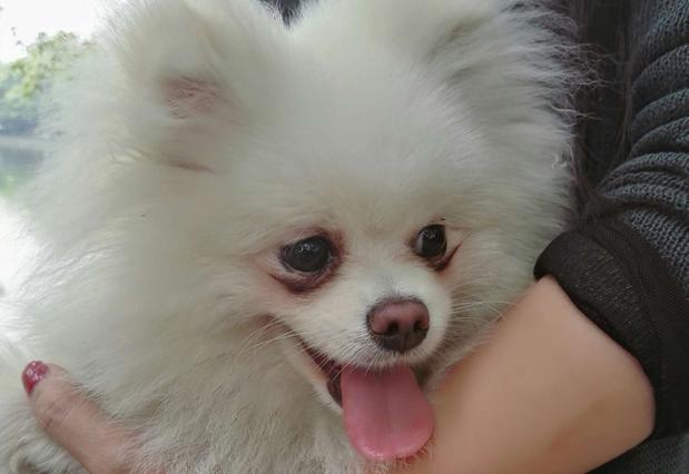 夏天博美能承受多少度 夏天博美能承受多少度