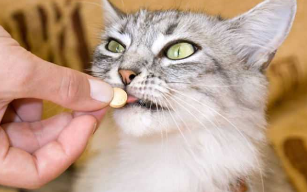 猫咪吃了驱虫药后多久排干净虫子呢 猫咪吃了驱虫药后多久排干净虫子呢