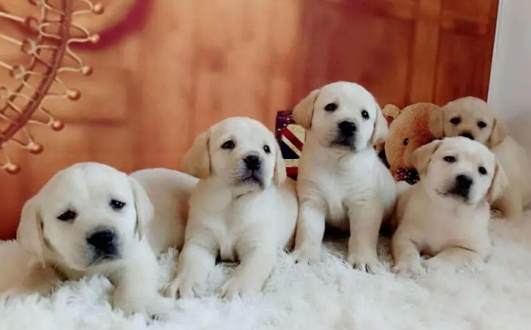 拉布拉多犬的价格多少钱一只