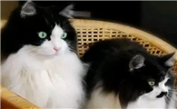 小公猫几个月开始发情期
