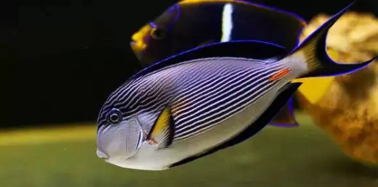 带你了解红海骑士好养吗?感兴趣的来了解一下!