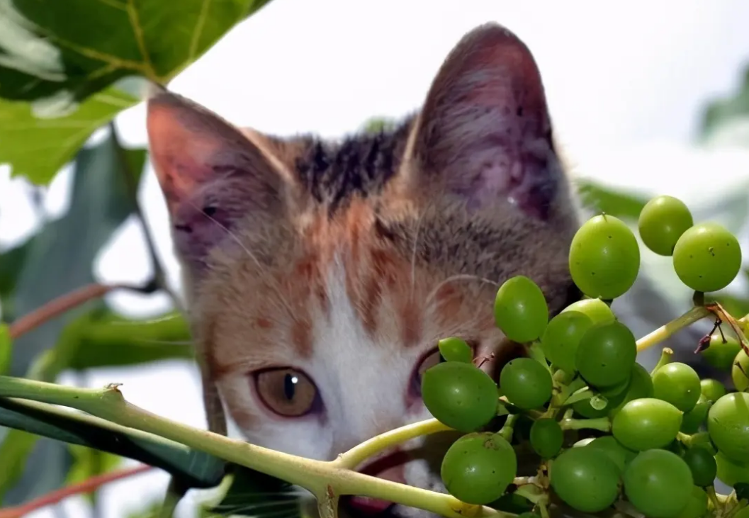 猫咪可以吃葡萄肉吗 猫咪可以吃葡萄肉吗