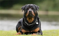 一般人能打过罗威纳犬吗