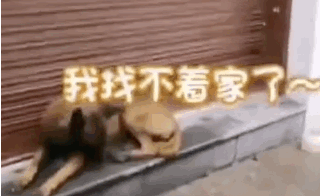 流浪犬逆袭成警犬,从此走上“狗生巅峰”! 流浪犬逆袭成警犬,从此走上“狗生巅峰”!