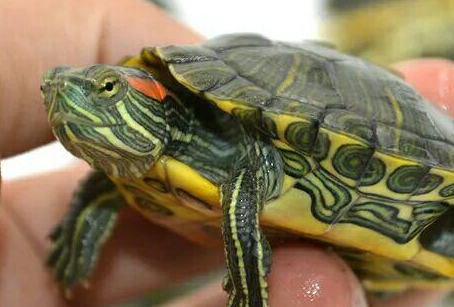 巴西红耳龟深水养还是浅水养?千万别搞错啦!