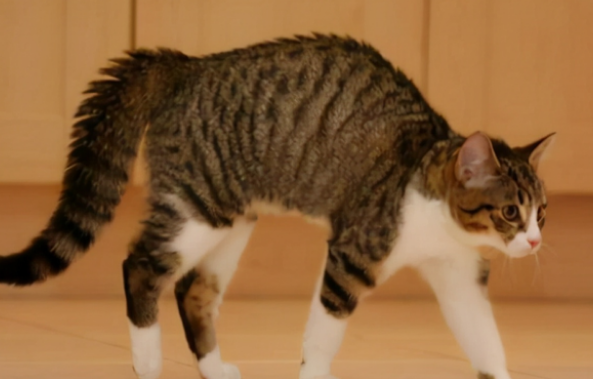 猫把背拱起来是什么意思