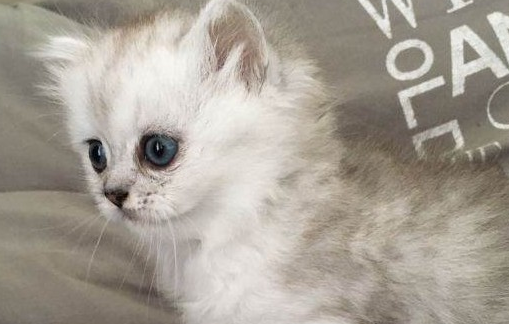 猫咪的应激反应多久才能好