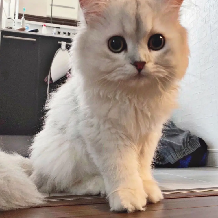 猫吃苍蝇正常吗 猫吃苍蝇正常吗