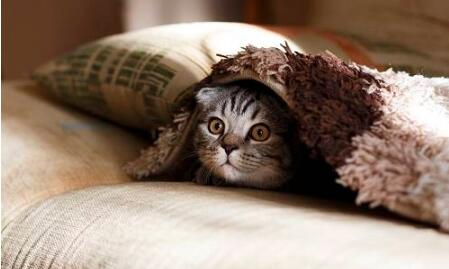 母猫没看上公猫的表现