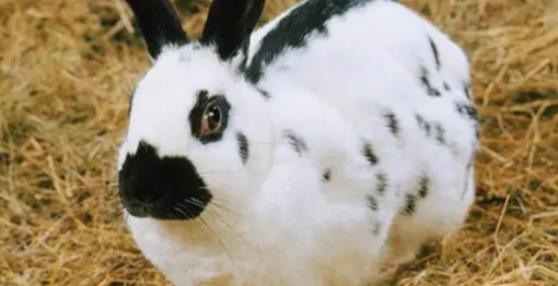 魏氏梭菌病——花巨兔常见的疾病，如何治疗？