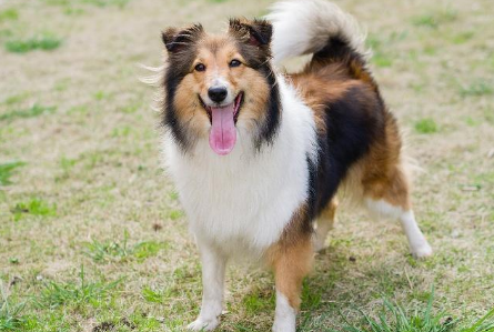 如何给柯利犬驱虫?这些方法不允许你还不知道! 如何给柯利犬驱虫?这些方法不允许你还不知道!