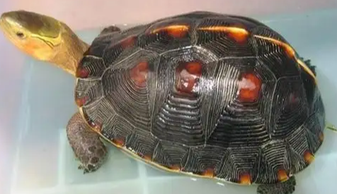 中华花龟怎么分雌雄 方法一点也不难 宠物网