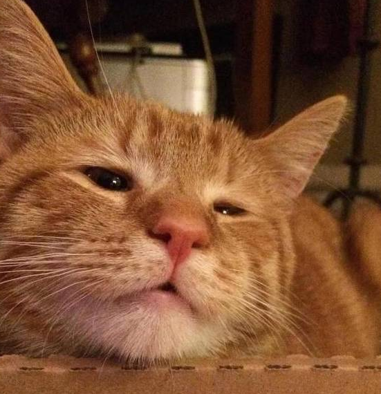 橘猫因苦瓜脸没人要,收容所给它网络“相亲” 橘猫因苦瓜脸没人要,收容所给它网络“相亲”
