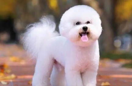 比熊犬是哪个国家的狗狗 比熊犬是哪个国家的狗狗